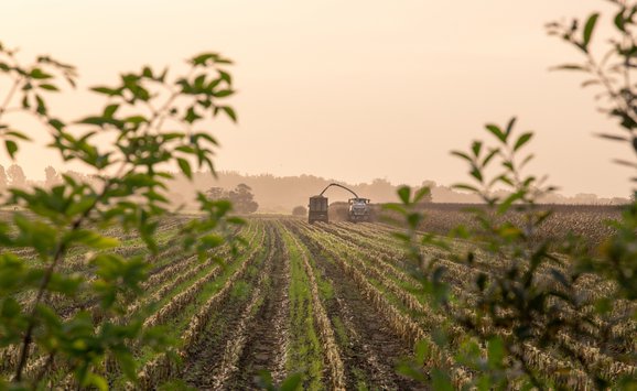 Corn Field.jpg